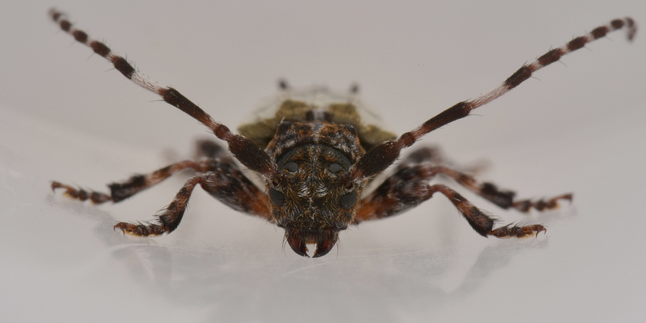 Cerambycidae: Pogonocherus hispidulus